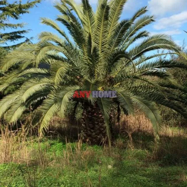 Αγροτεμάχιο 3750τ.μ.  - 5