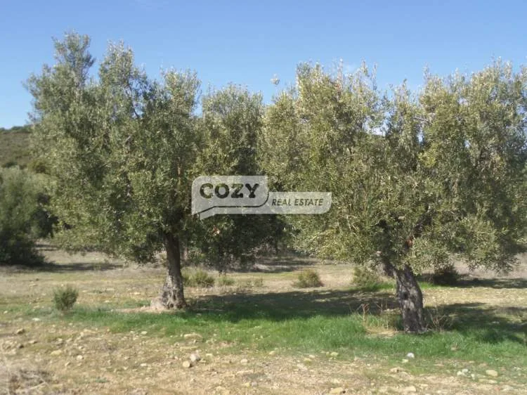 Αγροτεμάχιο 25000τ.μ.  - 4