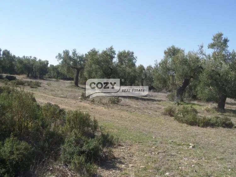 Αγροτεμάχιο 25000τ.μ.  - 5