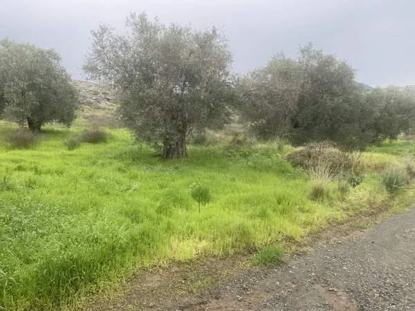 Land Parcel 5909m²  - 4
