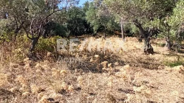 Αγροτεμάχιο 10174τ.μ.  - 2