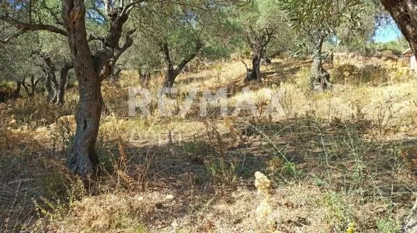 Αγροτεμάχιο 10174τ.μ.  - 5