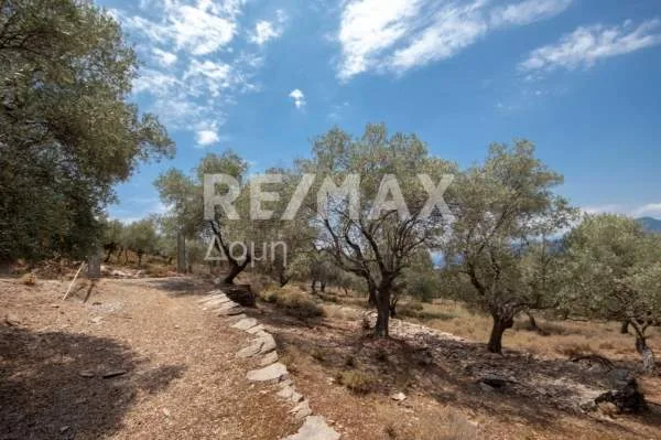 Land Parcel 13524m²  - 2