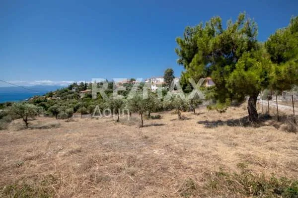 Αγροτεμάχιο 4448τ.μ.  - 3