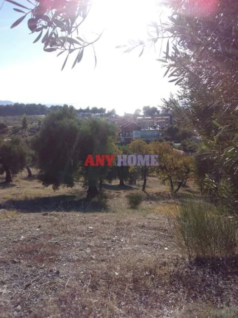 Αγροτεμάχιο 2660τ.μ.  - 5