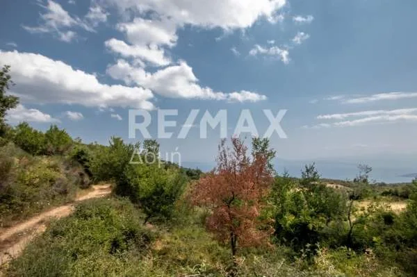 Αγροτεμάχιο 6167τ.μ.  - 5