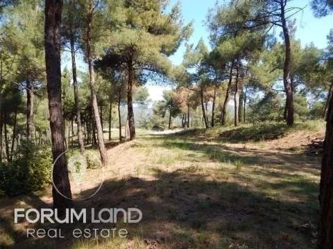 Land Parcel 29576m²  - 4