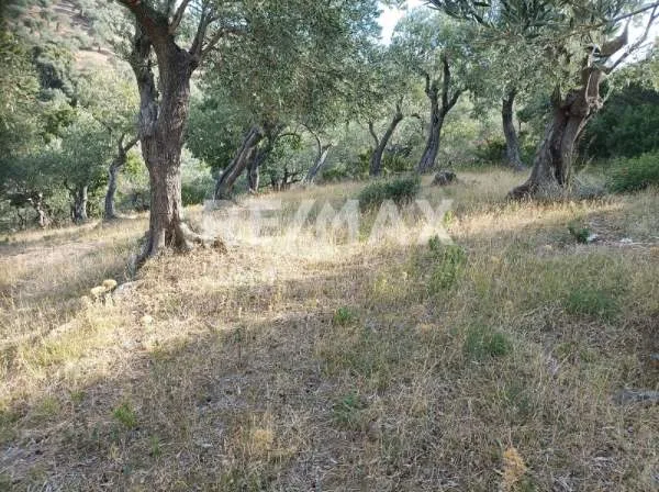 Land Parcel 4195m²  - 5