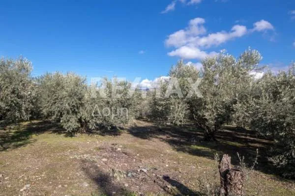 Αγροτεμάχιο 4417τ.μ.  - 2
