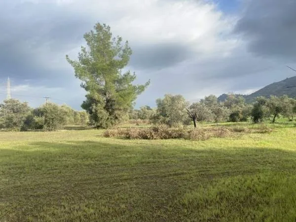 Αγροτεμάχιο 8362τ.μ.  - 3