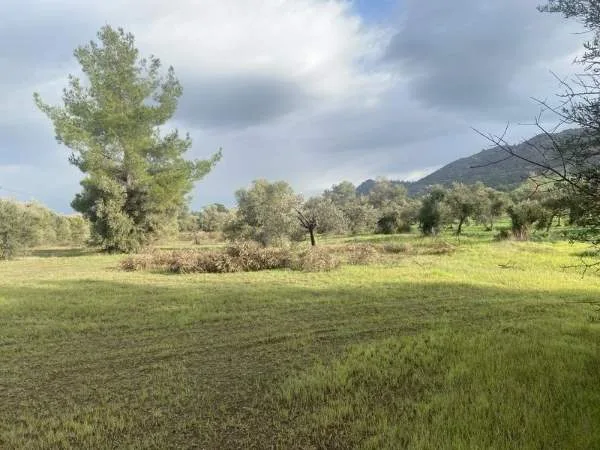 Αγροτεμάχιο 8362τ.μ.  - 5