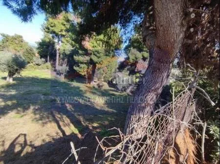 Plot 1100m²  - 3