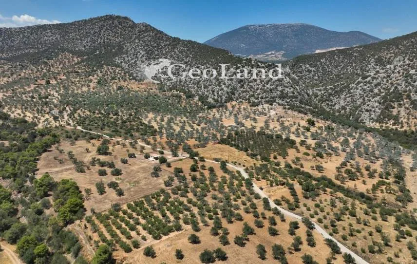 Αγροτεμάχιο 9800τ.μ.  - 5