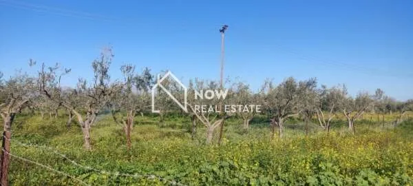 Land Parcel 1300m²  - 3