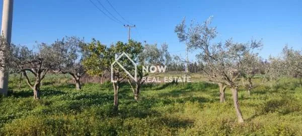 Land Parcel 1300m²  - 4