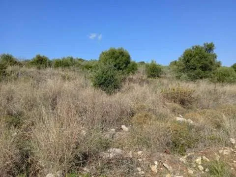 Αγροτεμάχιο 4001τ.μ.  - 4