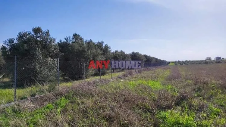 Αγροτεμάχιο 10000τ.μ.  - 5