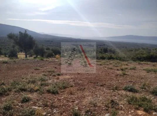 Land Parcel 5004m²  - 3