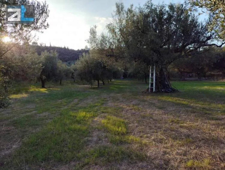 Αγροτεμάχιο 3380τ.μ.  - 5