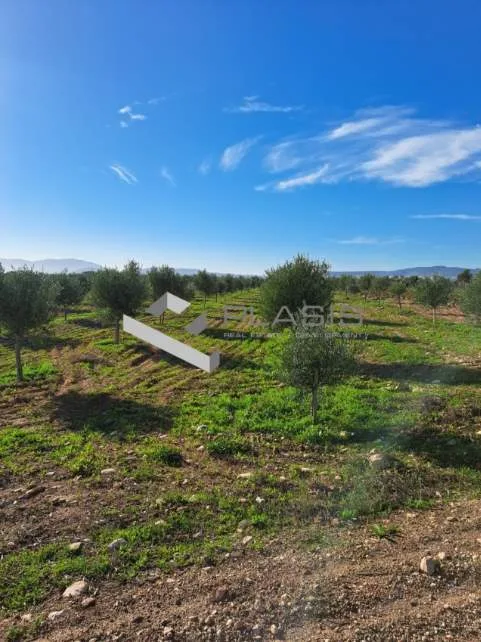 Αγροτεμάχιο 18000τ.μ.  - 4