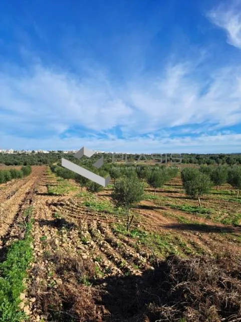 Αγροτεμάχιο 18000τ.μ.  - 5