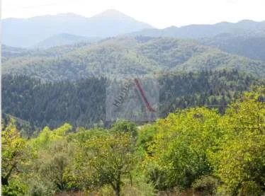 Αγροτεμάχιο 8700τ.μ.  - 3