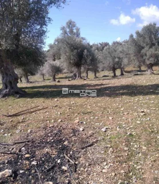 Αγροτεμάχιο 3700τ.μ.  - 2
