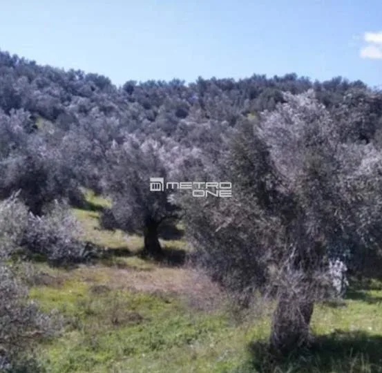 Αγροτεμάχιο 5233τ.μ.  - 2