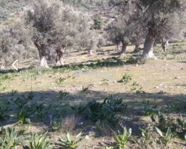 Αγροτεμάχιο 3700τ.μ.  - 2