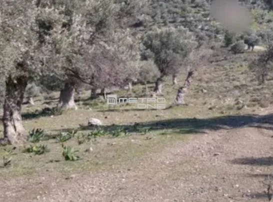 Αγροτεμάχιο 3700τ.μ.  - 3
