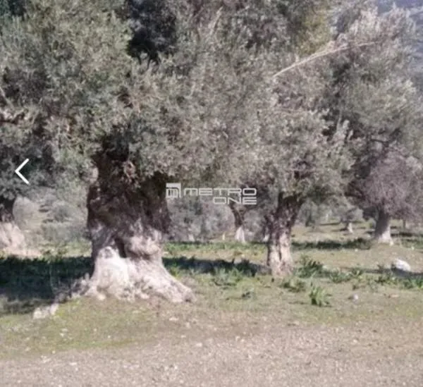 Αγροτεμάχιο 3700τ.μ.  - 4