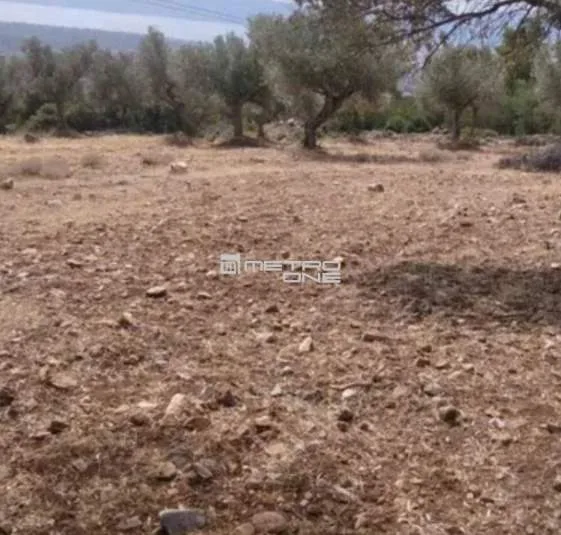 Αγροτεμάχιο 4000τ.μ.  - 2