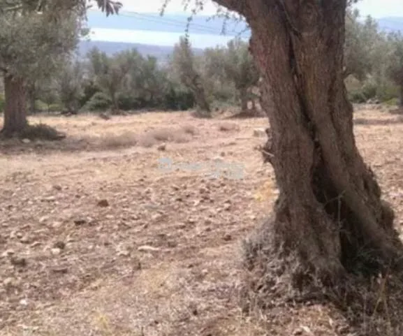 Αγροτεμάχιο 4000τ.μ.  - 3