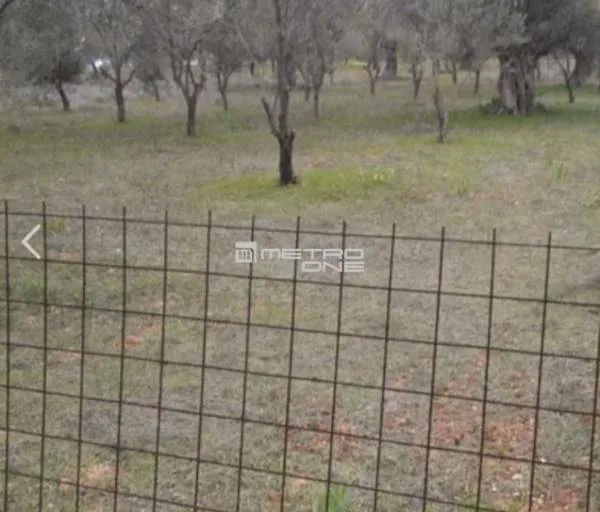 Αγροτεμάχιο 1286τ.μ.  - 2