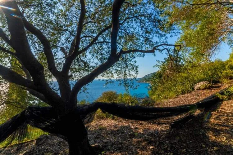 Αγροτεμάχιο 25450τ.μ.  - 5