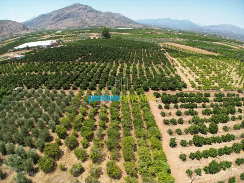 Αγροτεμάχιο 5500τ.μ.  - 3