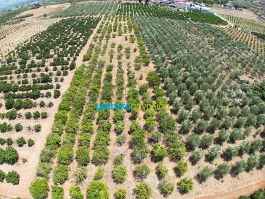 Αγροτεμάχιο 5500τ.μ.  - 4