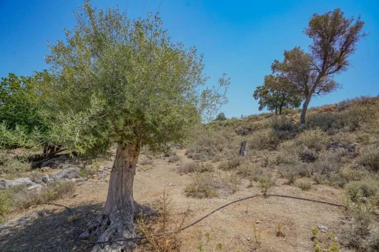 Land Parcel 4123m²  - 3