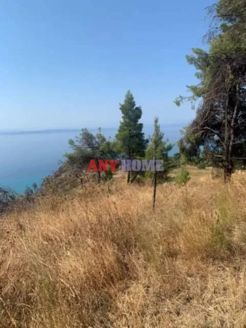 Αγροτεμάχιο 6000τ.μ.  - 5