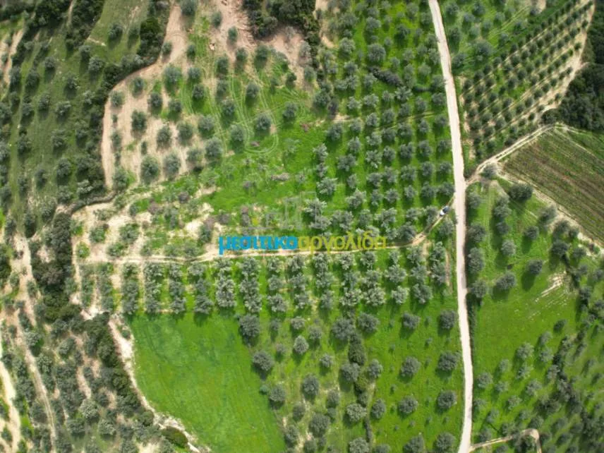 Αγροτεμάχιο 8814τ.μ.  - 4
