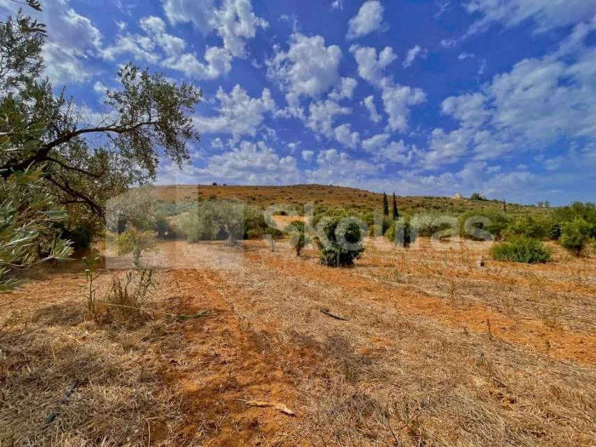 Αγροτεμάχιο 4550τ.μ.  - 5
