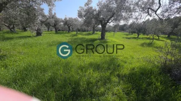 Αγροτεμάχιο 2342τ.μ.  - 2