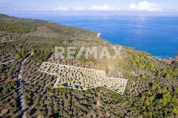Αγροτεμάχιο 9732τ.μ.  - 2