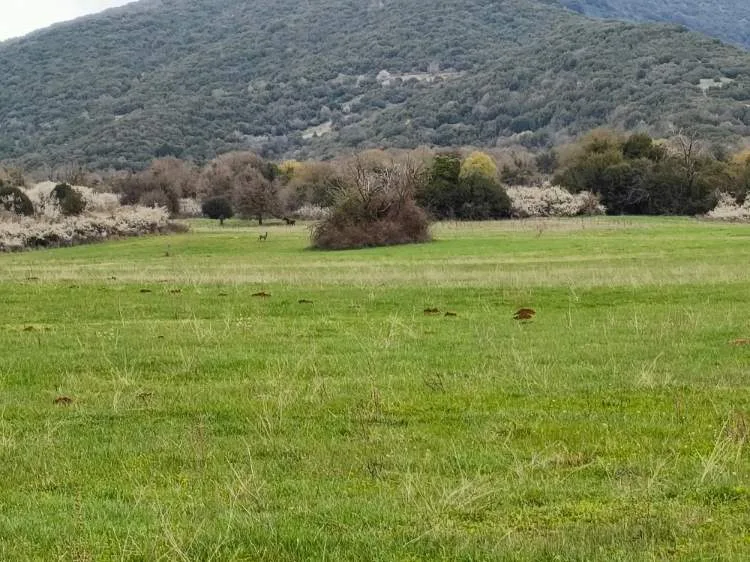Αγροτεμάχιο 43000τ.μ.  - 5