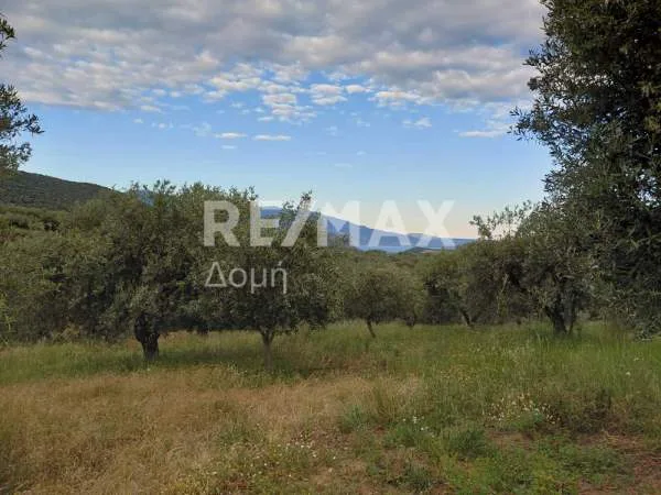Αγροτεμάχιο 7129τ.μ.  - 2