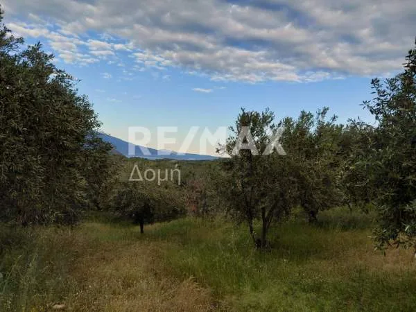 Αγροτεμάχιο 7129τ.μ.  - 5