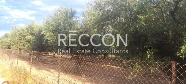 Land Parcel 2500m²  - 4