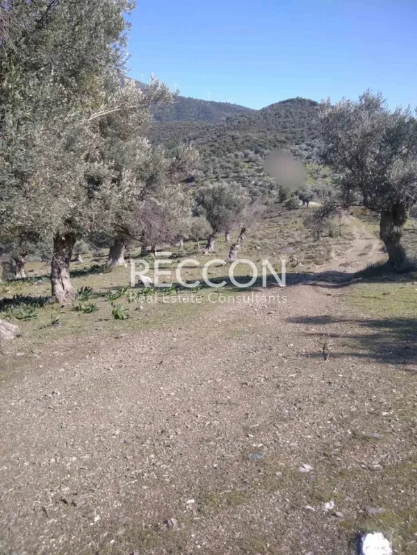 Αγροτεμάχιο 3700τ.μ.  - 2