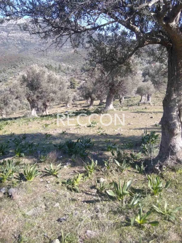 Αγροτεμάχιο 3700τ.μ.  - 3
