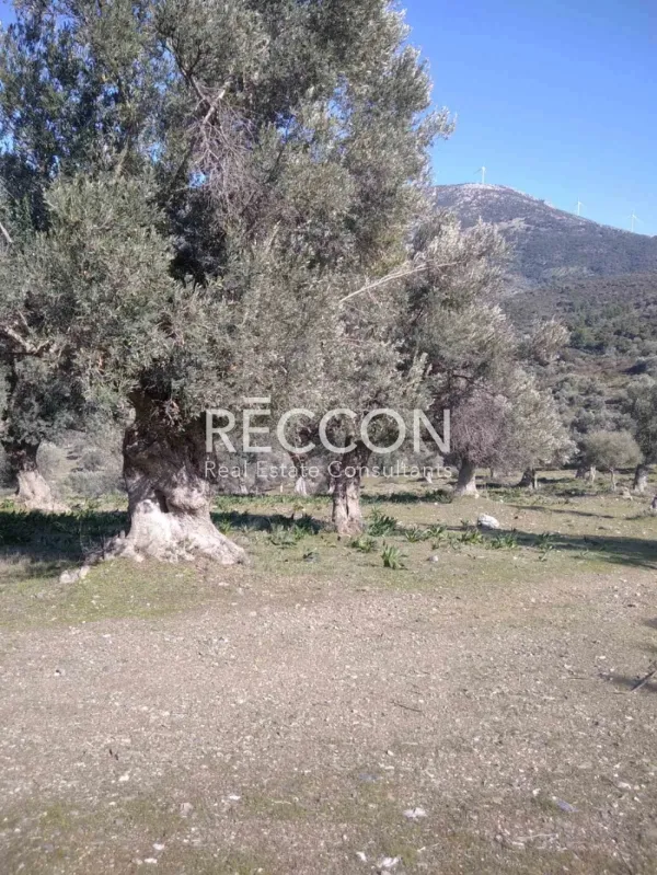 Αγροτεμάχιο 3700τ.μ.  - 4
